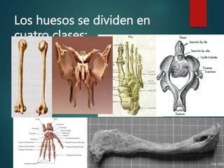 Los huesos se dividen en
cuatro clases:
 