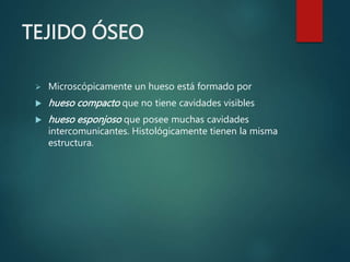 TEJIDO ÓSEO
 Microscópicamente un hueso está formado por
 hueso compacto que no tiene cavidades visibles
 hueso esponjoso que posee muchas cavidades
intercomunicantes. Histológicamente tienen la misma
estructura.
 