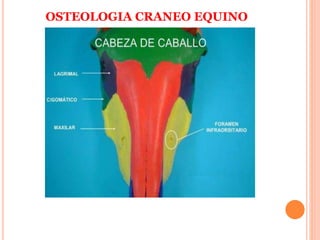 OSTEOLOGIA CRANEO EQUINO
 