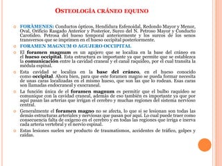 OSTEOLOGÍA CRÁNEO EQUINO
 FORÀMENES: Conductos ópticos, Hendidura Esfenoidal, Redondo Mayor y Menor,
Oval, Orificio Rasgado Anterior y Posterior, Surco del N. Petroso Mayor y Conducto
Carotideo. Petrosa del hueso temporal anteriormente y los surcos de los senos
transversos que se imprimen en el hueso occipital posteriormente.
 FORAMEN MAGNUM O AGUJERO OCCIPITAL
 El foramen magnum es un agujero que se localiza en la base del cráneo en
el hueso occipital. Esta estructura es importante ya que permite que se establezca
la comunicación entre la cavidad craneal y el canal raquídeo, por el cual transita la
médula espinal.
 Esta cavidad se localiza en la base del cráneo, en el hueso conocido
como occipital. Ahora bien, para que este foramen magno se pueda formar necesita
de unas caras localizadas en el mismo hueso, que son las que lo rodean. Esas caras
son llamadas endocraneal y exocraneal.
 La función única de el foramen magnum es permitir que el bulbo raquídeo se
comunique con la cavidad craneal, además de eso también es importante ya que por
aquí pasan las arterias que irrigan el cerebro y muchas regiones del sistema nervioso
central.
 Generalmente el foramen magno no se afecta, lo que si se lesionan son todas las
demás estructuras arteriales y nerviosas que pasan por aquí. Lo cual puede traer como
consecuencia falta de oxígeno en el cerebro y en todas las regiones que irriga e inerva
cada arteria vertebral y el nervio espinal.
 Estas lesiones suelen ser producto de traumatismos, accidentes de tráfico, golpes y
caídas.
 