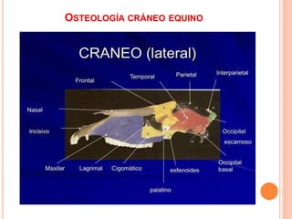 OSTEOLOGÍA CRÁNEO EQUINO
 