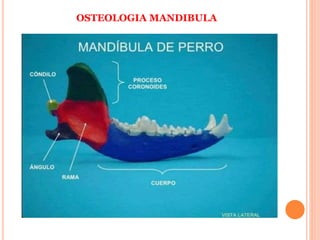 OSTEOLOGIA MANDIBULA
 