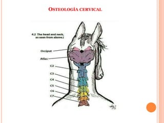 OSTEOLOGÍA CERVICAL
 