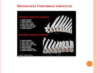 OSTEOLOGÍA VERTEBRAS TORÁCICAS
 
