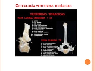 OSTEOLOGÍA VERTEBRAS TORÁCICAS
 
