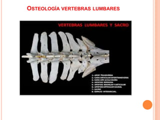 OSTEOLOGÍA VERTEBRAS LUMBARES
 