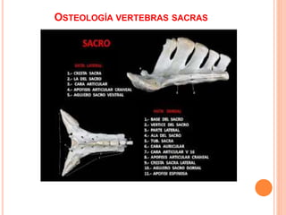 OSTEOLOGÍA VERTEBRAS SACRAS
 