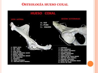 OSTEOLOGÍA HUESO COXAL
 