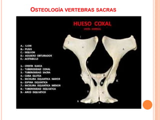 OSTEOLOGÍA VERTEBRAS SACRAS
 