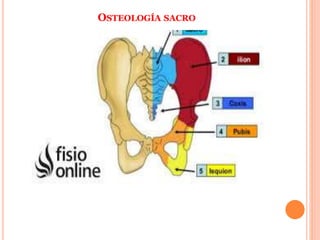OSTEOLOGÍA SACRO
 