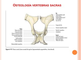 OSTEOLOGÍA VERTEBRAS SACRAS
 