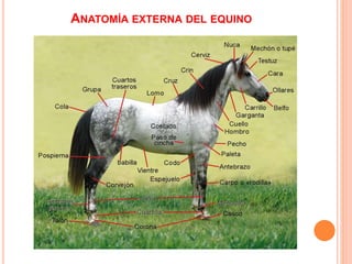 ANATOMÍA EXTERNA DEL EQUINO
 