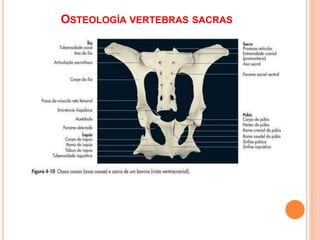 OSTEOLOGÍA VERTEBRAS SACRAS
 