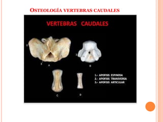 OSTEOLOGÍA VERTEBRAS CAUDALES
 