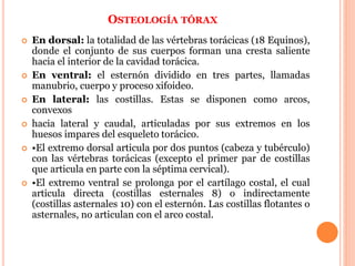 OSTEOLOGÍA TÓRAX
 En dorsal: la totalidad de las vértebras torácicas (18 Equinos),
donde el conjunto de sus cuerpos forman una cresta saliente
hacia el interior de la cavidad torácica.
 En ventral: el esternón dividido en tres partes, llamadas
manubrio, cuerpo y proceso xifoideo.
 En lateral: las costillas. Estas se disponen como arcos,
convexos
 hacia lateral y caudal, articuladas por sus extremos en los
huesos impares del esqueleto torácico.
 •El extremo dorsal articula por dos puntos (cabeza y tubérculo)
con las vértebras torácicas (excepto el primer par de costillas
que articula en parte con la séptima cervical).
 •El extremo ventral se prolonga por el cartílago costal, el cual
articula directa (costillas esternales 8) o indirectamente
(costillas asternales 10) con el esternón. Las costillas flotantes o
asternales, no articulan con el arco costal.
 