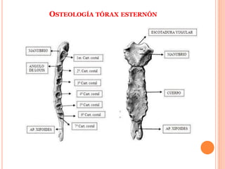 OSTEOLOGÍA TÓRAX ESTERNÓN
 