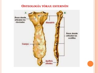 OSTEOLOGÍA TÓRAX ESTERNÓN
 