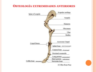 OSTEOLOGÍA EXTREMIDADES ANTERIORES
 