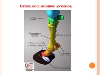 OSTEOLOGÍA MIEMBRO ANTERIOR
 