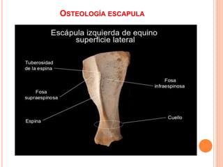 OSTEOLOGÍA ESCAPULA
 