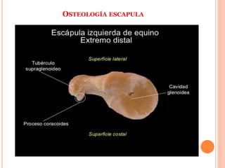 OSTEOLOGÍA ESCAPULA
 