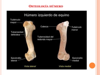 OSTEOLOGÍA HÚMERO
 