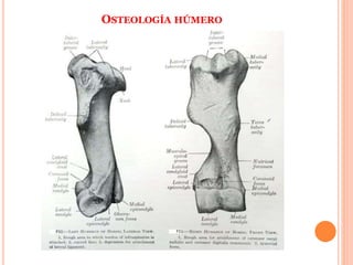 OSTEOLOGÍA HÚMERO
 