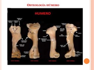 OSTEOLOGÍA HÚMERO
 
