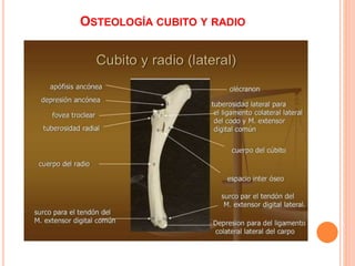 OSTEOLOGÍA CUBITO Y RADIO
 
