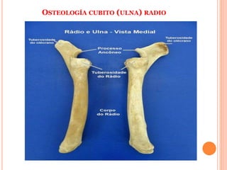 OSTEOLOGÍA CUBITO (ULNA) RADIO
 