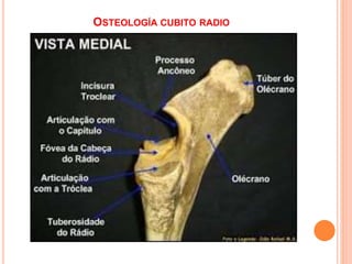 OSTEOLOGÍA CUBITO RADIO
 