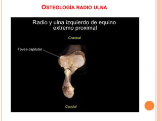 OSTEOLOGÍA RADIO ULNA
 