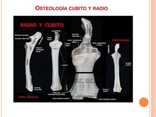 OSTEOLOGÍA CUBITO Y RADIO
 
