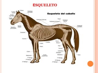 ESQUELETO
 