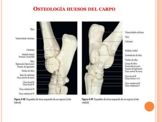 OSTEOLOGÍA HUESOS DEL CARPO
 