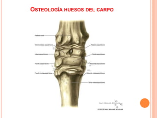 OSTEOLOGÍA HUESOS DEL CARPO
 
