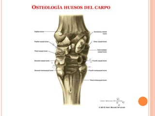 OSTEOLOGÍA HUESOS DEL CARPO
 