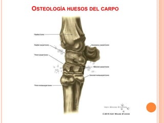 OSTEOLOGÍA HUESOS DEL CARPO
 