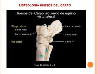 OSTEOLOGÍA HUESOS DEL CARPO
 
