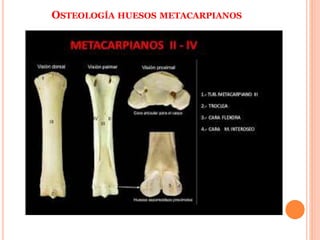 OSTEOLOGÍA HUESOS METACARPIANOS
 