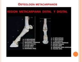 OSTEOLOGÍA METACARPIANOS
 