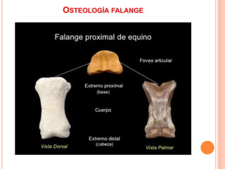 OSTEOLOGÍA FALANGE
 