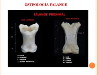 OSTEOLOGÌA FALANGE
 