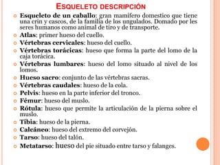 ESQUELETO DESCRIPCIÓN
 Esqueleto de un caballo: gran mamífero domestico que tiene
una crin y cascos, de la familia de los ungulados. Domado por les
seres humanos como animal de tiro y de transporte.
 Atlas: primer hueso del cuello.
 Vértebras cervicales: hueso del cuello.
 Vértebras torácicas: hueso que forma la parte del lomo de la
caja torácica.
 Vértebras lumbares: hueso del lomo situado al nivel de los
lomos.
 Hueso sacro: conjunto de las vértebras sacras.
 Vértebras caudales: hueso de la cola.
 Pelvis: hueso en la parte inferior del tronco.
 Fémur: hueso del muslo.
 Rótula: hueso que permite la articulación de la pierna sobre el
muslo.
 Tibia: hueso de la pierna.
 Calcáneo: hueso del extremo del corvejón.
 Tarso: hueso del talón.
 Metatarso: hueso del pie situado entre tarso y falanges.
 