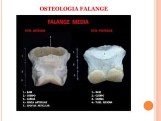 OSTEOLOGIA FALANGE
 