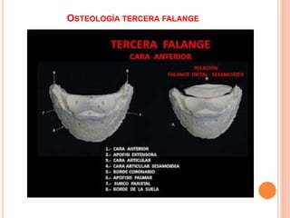 OSTEOLOGÍA TERCERA FALANGE
 