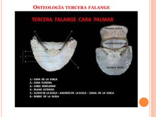 OSTEOLOGÍA TERCERA FALANGE
 