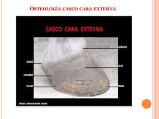 OSTEOLOGÍA CASCO CARA EXTERNA
 