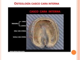 OSTEOLOGÍA CASCO CARA INTERNA
 