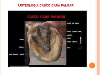 OSTEOLOGÍA CASCO CARA PALMAR
 